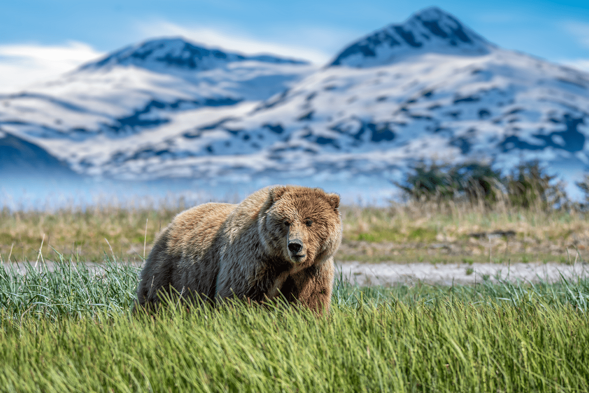 deforestation in the United States_Grizzly bear in Lake Clark National Park and Preserve in Alaska_visual 4