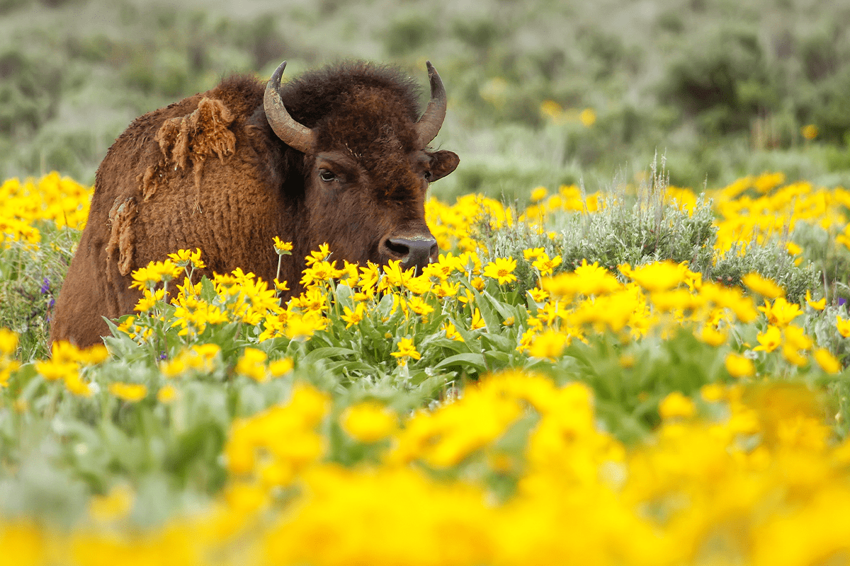 deforestation in the United States_bison lying in the field with flowers in Yellowstone National Park_visual 5