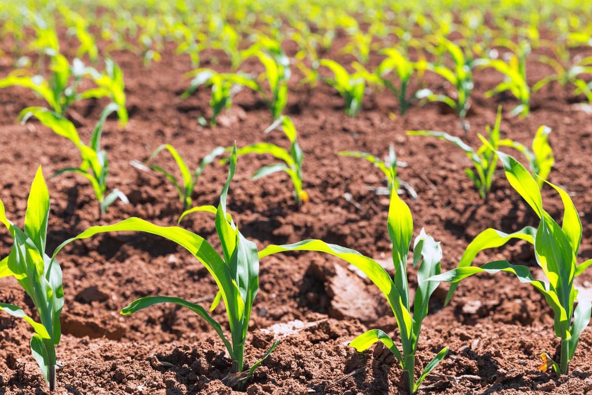 deforestation in the United States_corn fields in California agriculture plantation_visual 3