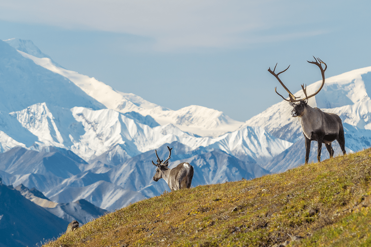 deforestation in the United States_couple of caribou in front of the mount Denali in Alaska_visual 7
