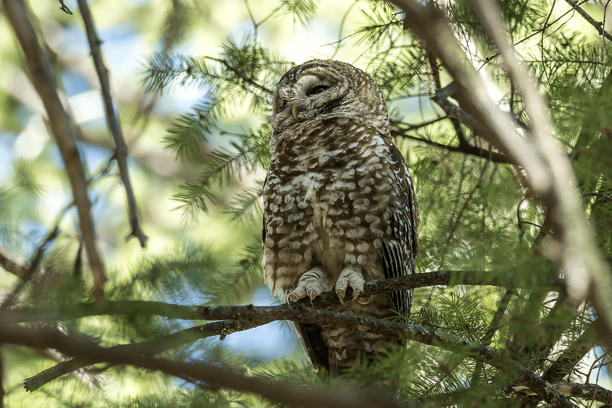 deforestation in the United States_spotted owl sitting on a tree branch_visual 6