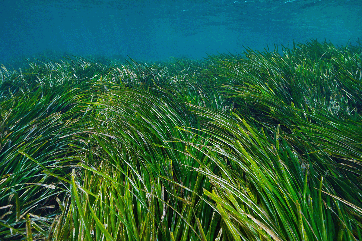 diving into the importance of blue forests_seagrass underwater in the Mediterranean in France_visual 4