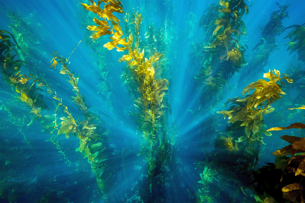 diving into the importance of blue forests_underwater image of kelp off the shores of Catalina Island_visual 5