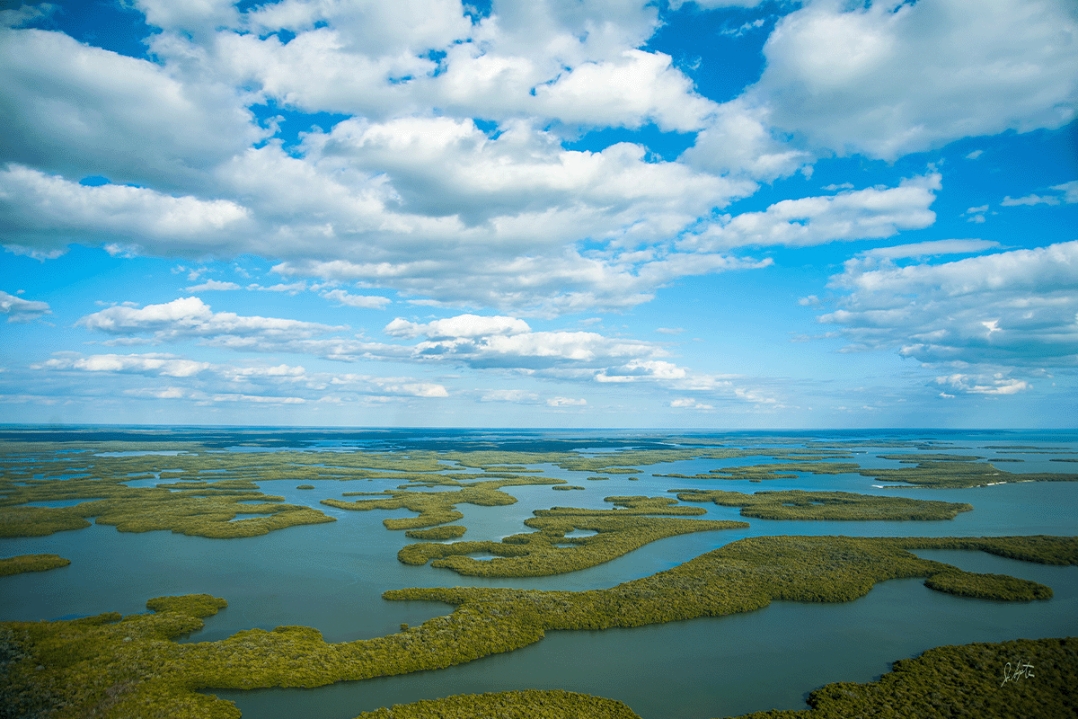diving into the importance of blue forests_view of the Ten Thousand Islands in Everglades National Park_visual 2