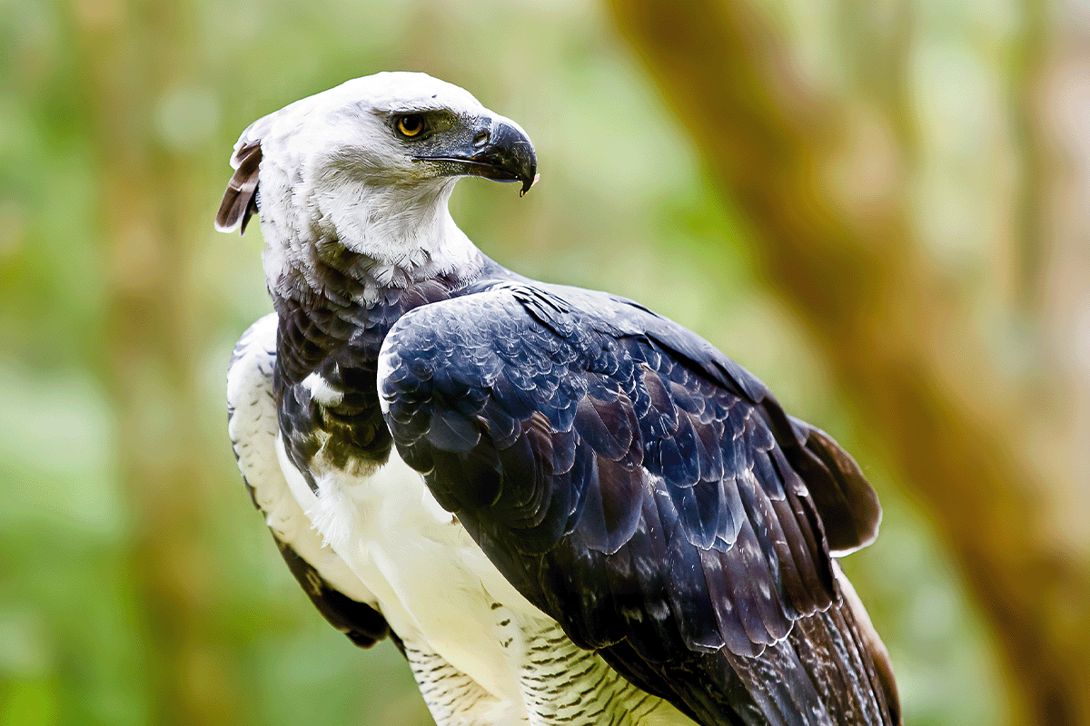 exploring layers of a rainforest_a harpy eagle sitting around trees in brazilian rainforest_visual 3