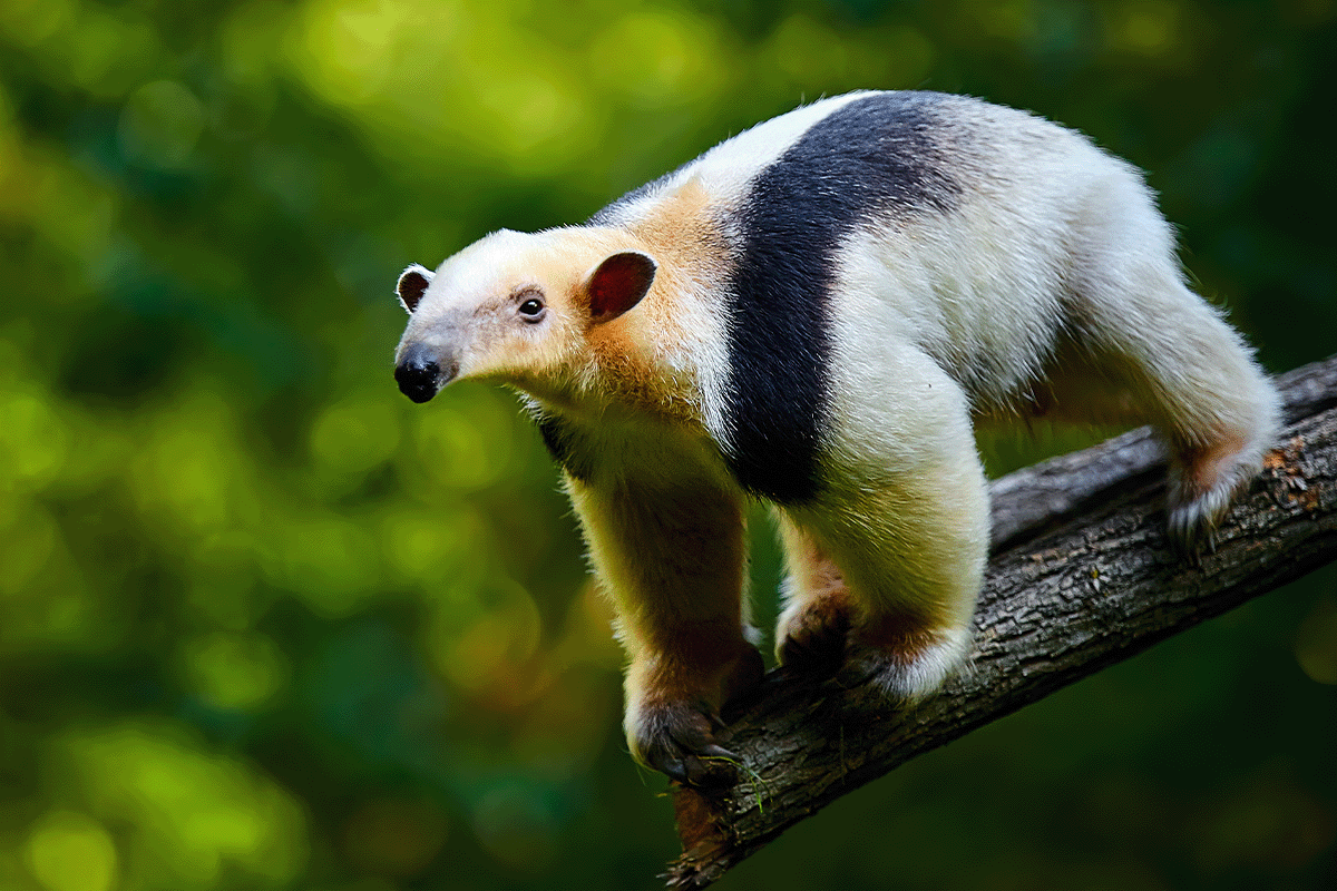 exploring layers of a rainforest_anteater in brazilian rainforest_visual 5