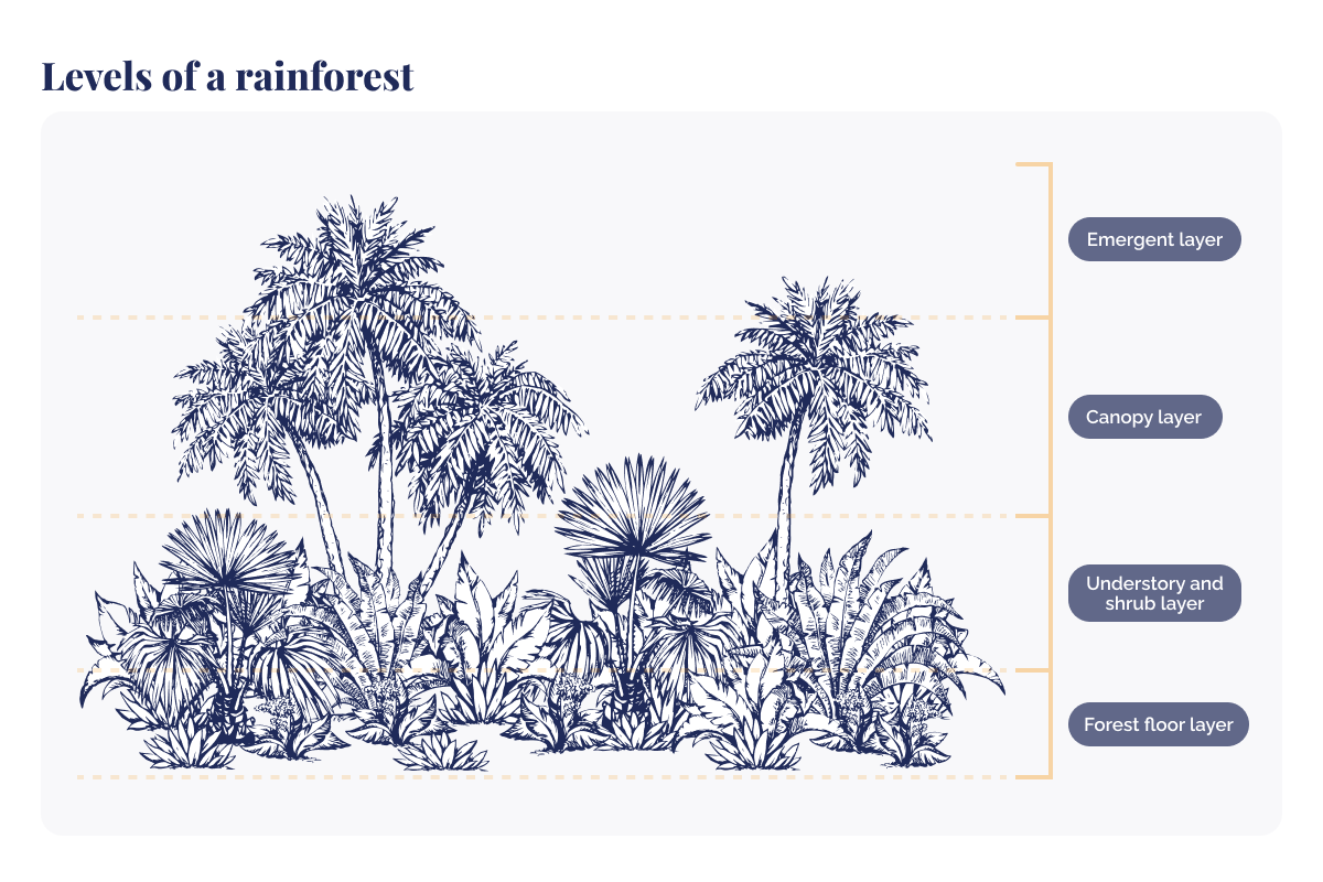 exploring layers of a rainforest_illustration of levels of a rainforest_visual 2