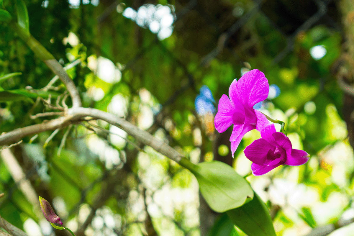exploring layers of a rainforest_orchid flowers growing around trees in a tropical rainforest_visual 4