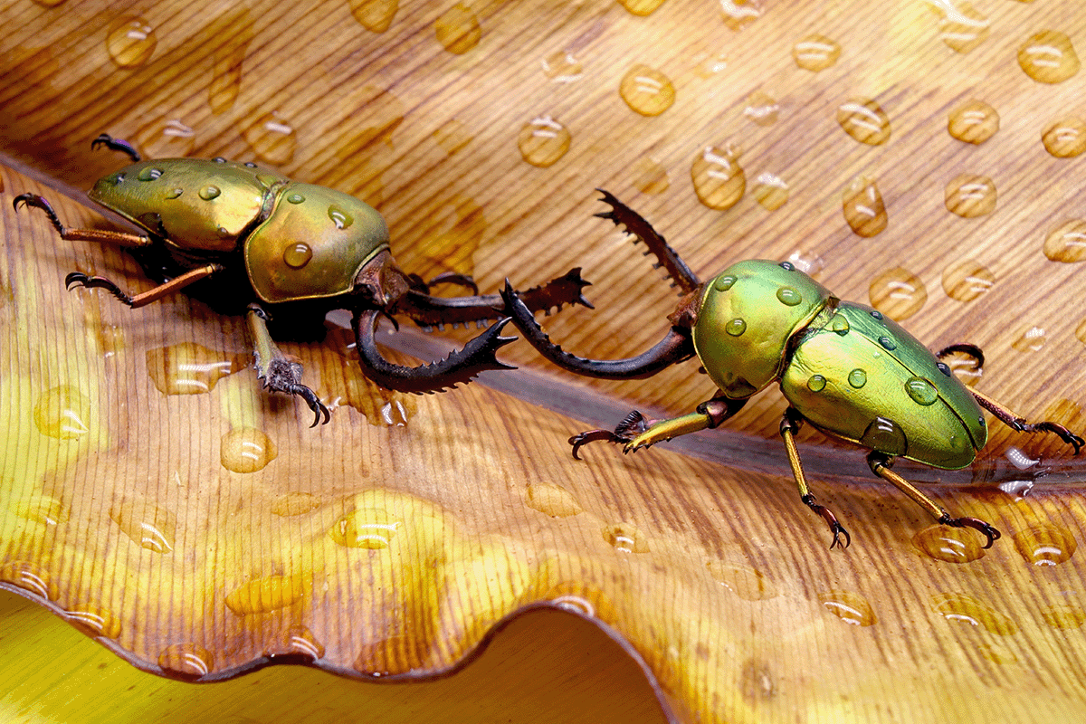 exploring layers of a rainforest_sawtooth beetles walking on a leaf in Papua New Guinea Nation Rainforest_visual 6