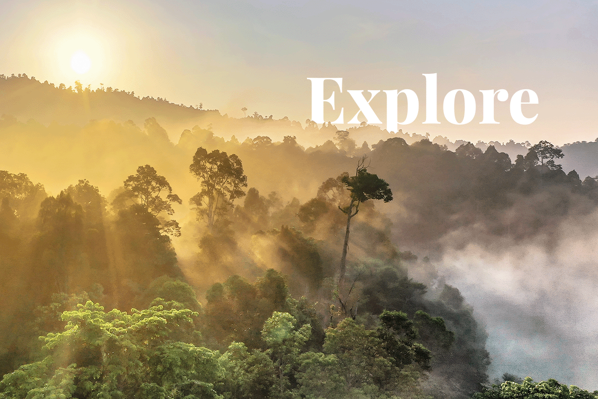 exploring layers of a rainforest_sunrise view of Borneo Rainforest_visual 1