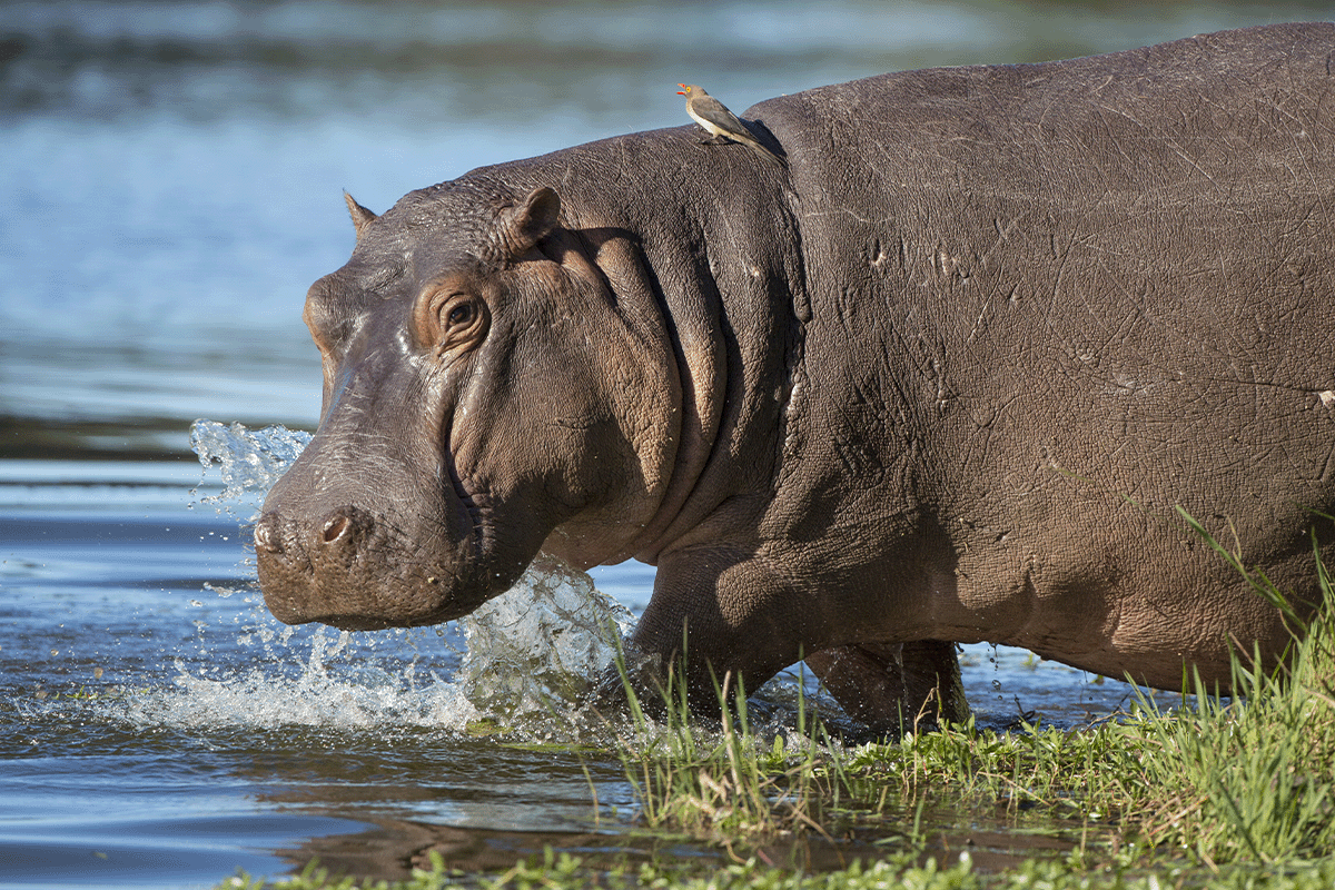 exploring the power of spatial data_hippo in its natural habitat_visual 3