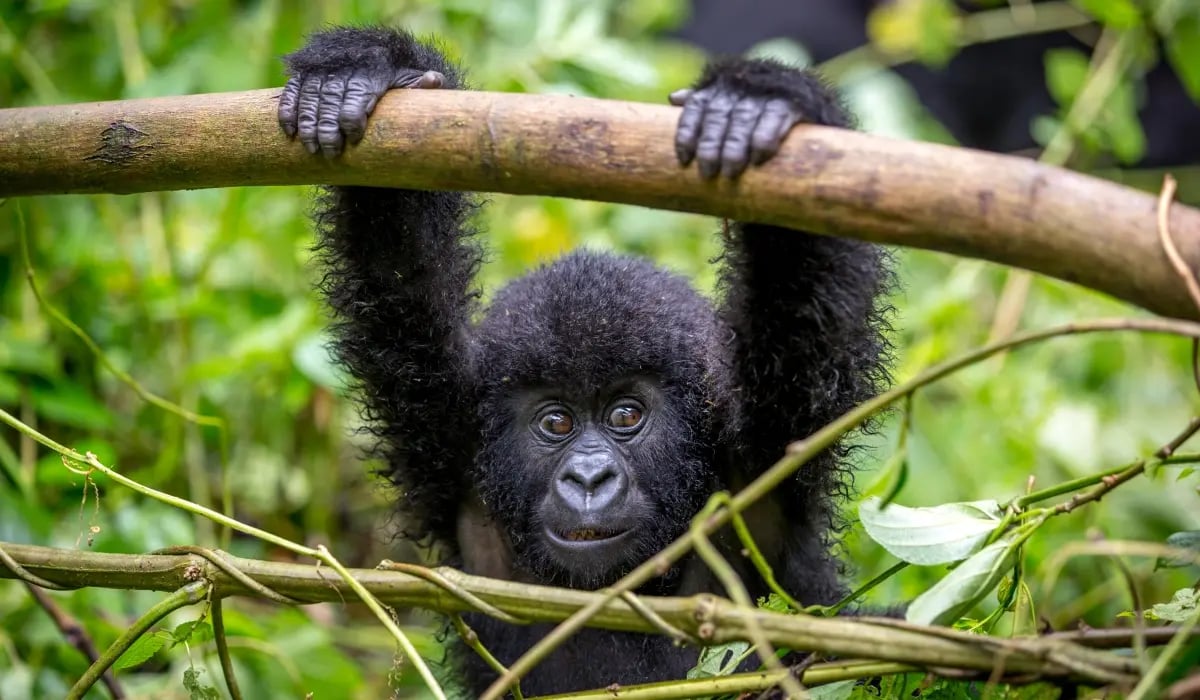 ge_drc reforestation project_images gallery 1