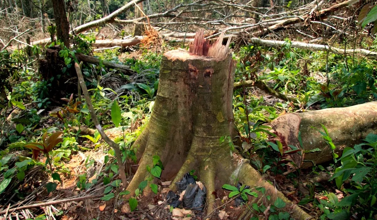 ge_drc reforestation project_images gallery 4