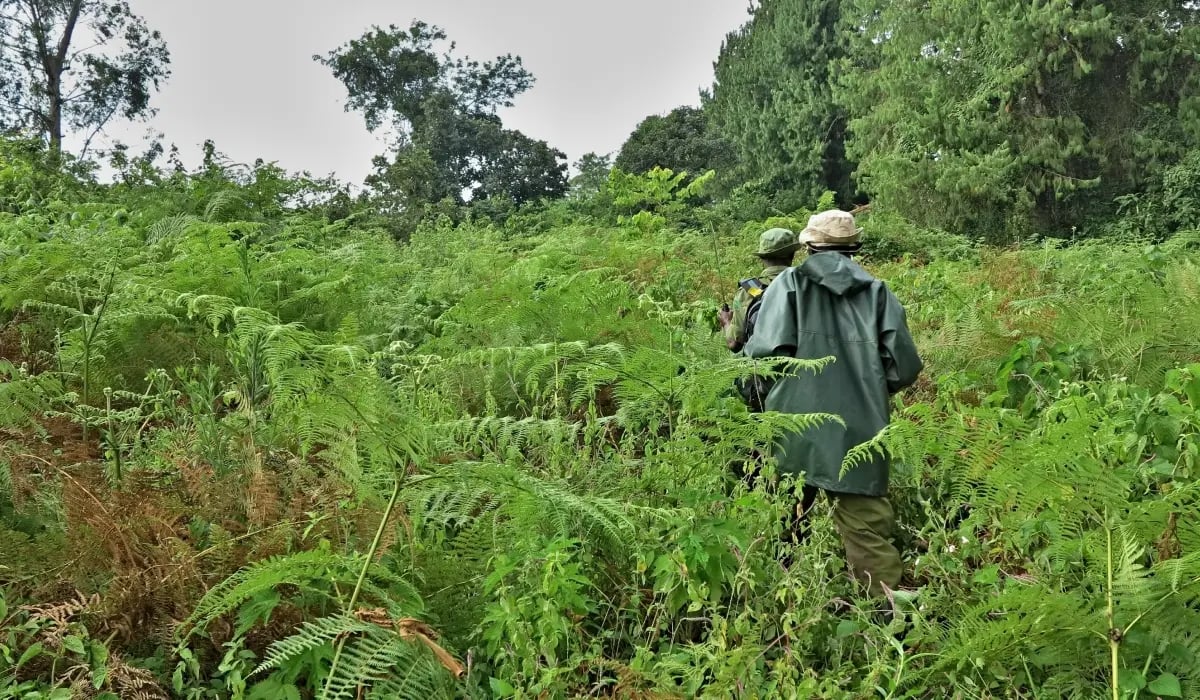ge_drc reforestation project_images gallery 7