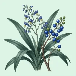 ge_queensland biodiversity pilot project, australia_dianella caerula