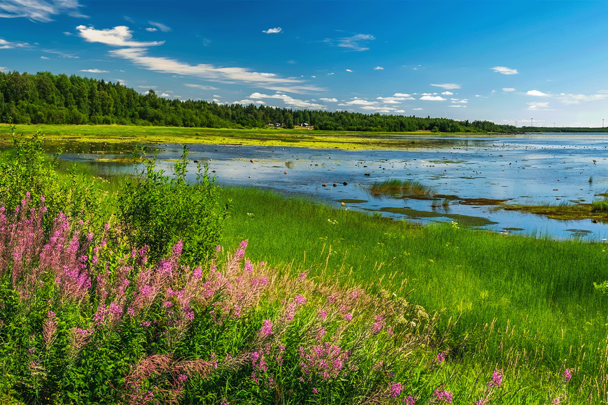 global solutions for a global challenge_Summer Swedish landscape_visual 4
