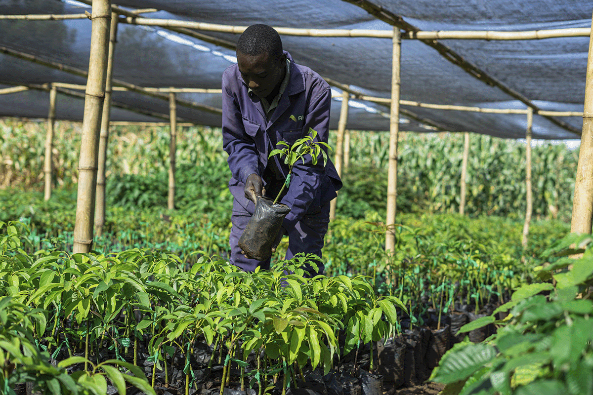 global solutions for a global challenge_a local working in a tree nursery in Kenya_visual 2