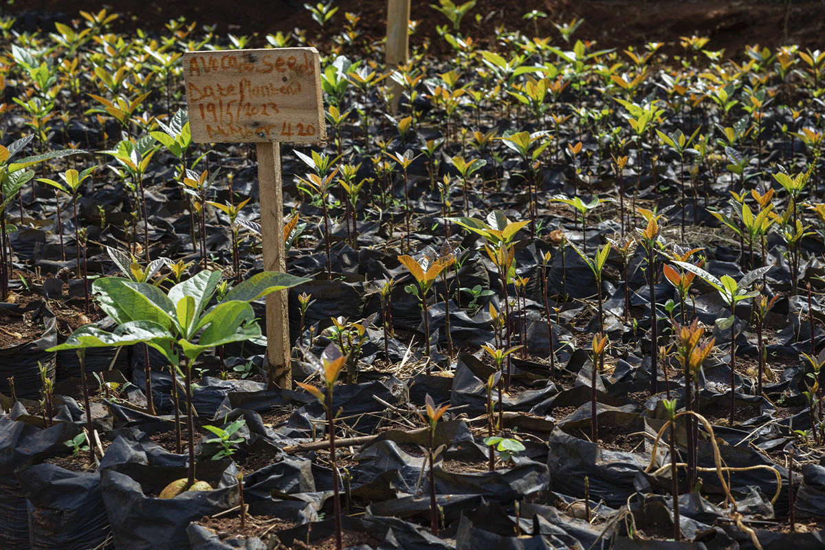 global solutions for a global challenge_young seedlings in a tree nursery in Kenya_visual 7