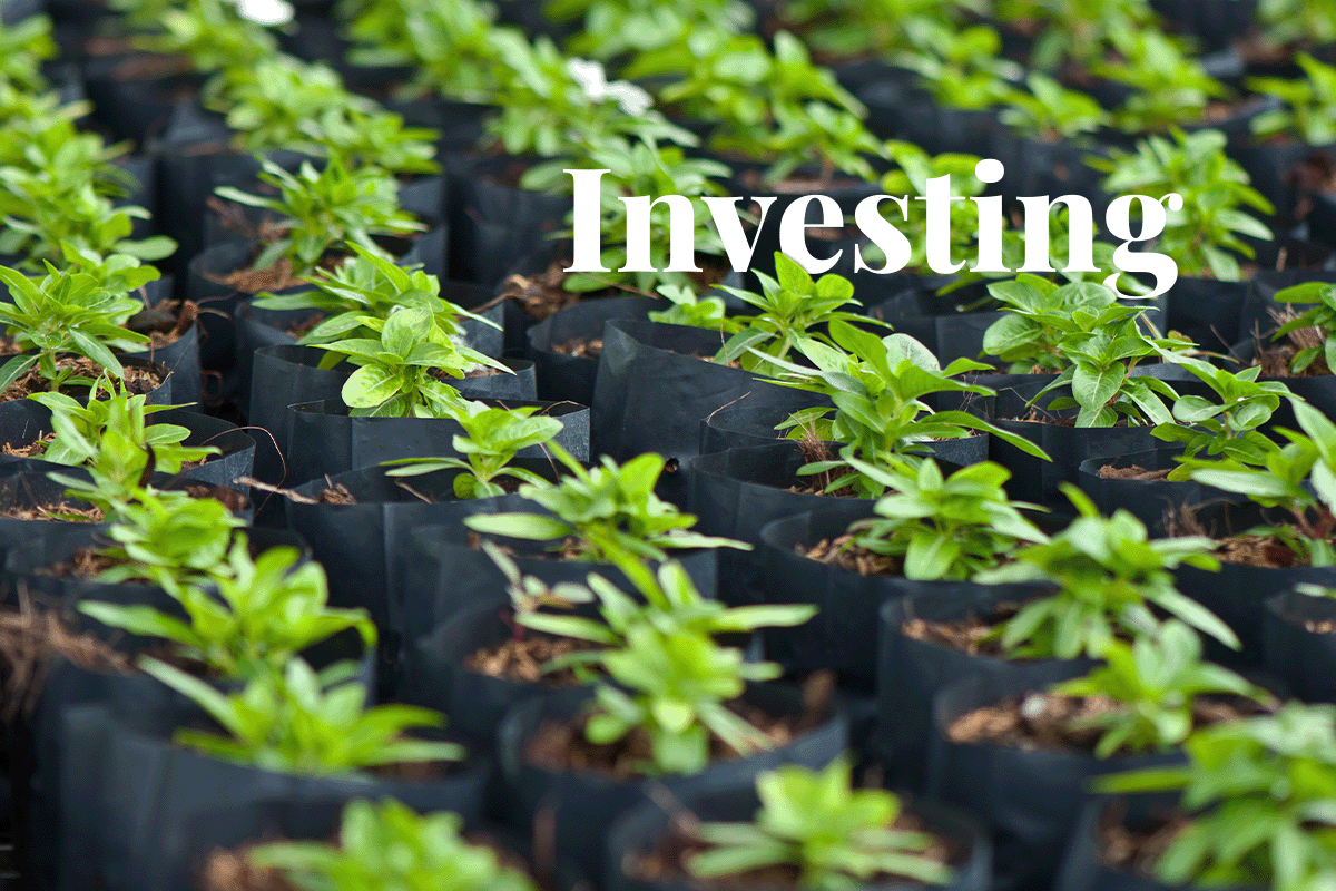 green investment revolution_young plants in a tree nursery_visual 1