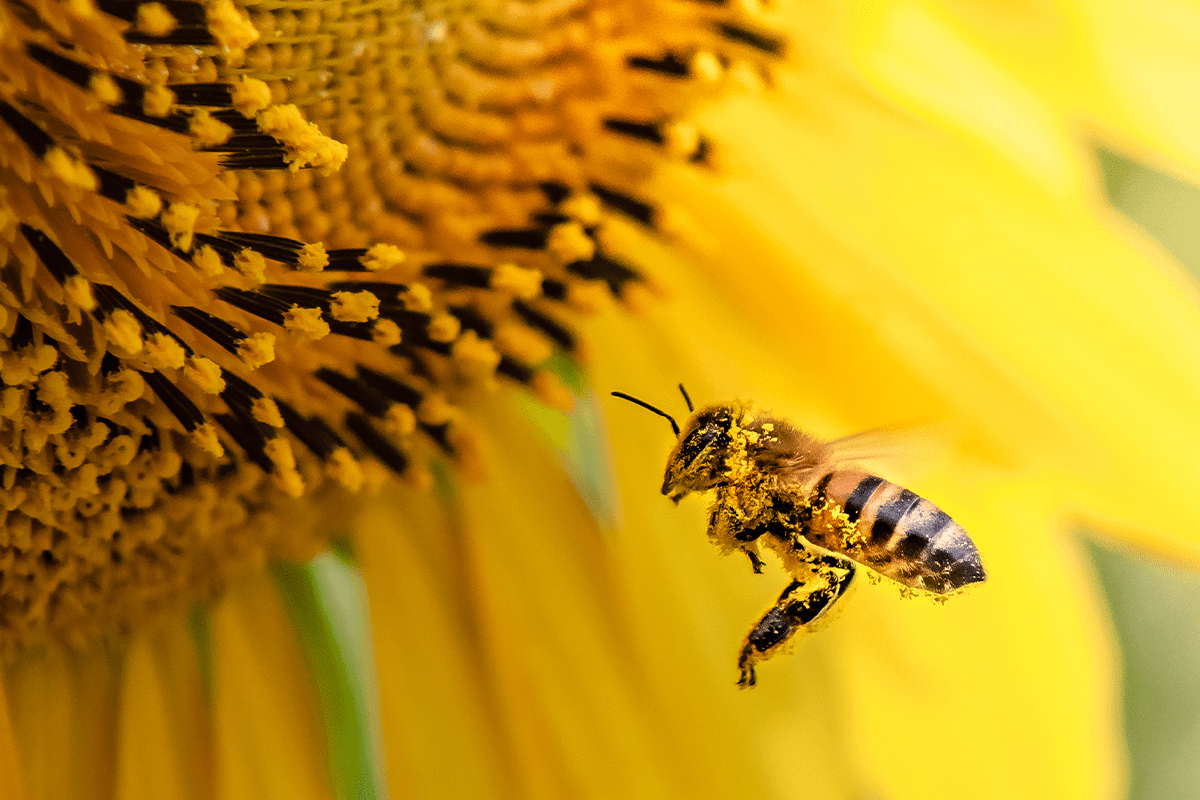 how can you maintain the ecosystems_honey bee pollinating sunflower plant_visual 2
