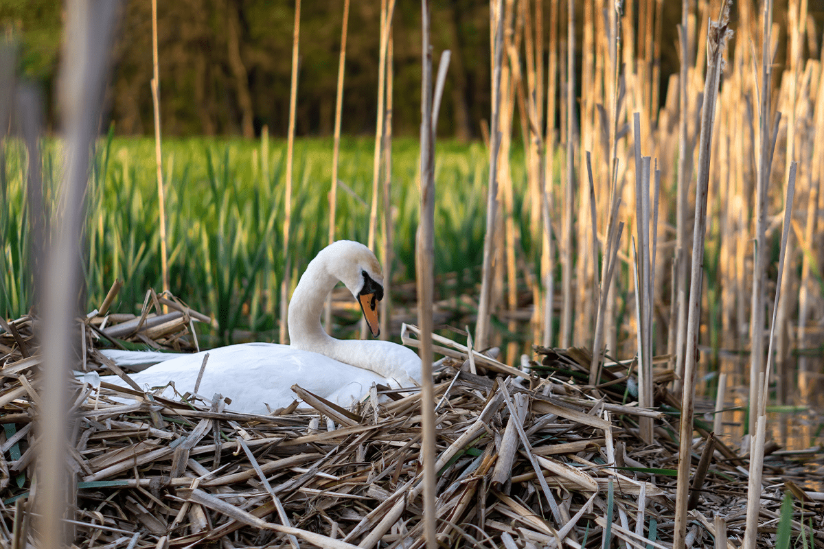 how can you maintain the ecosystems_swan sitting in a nest_visual 5