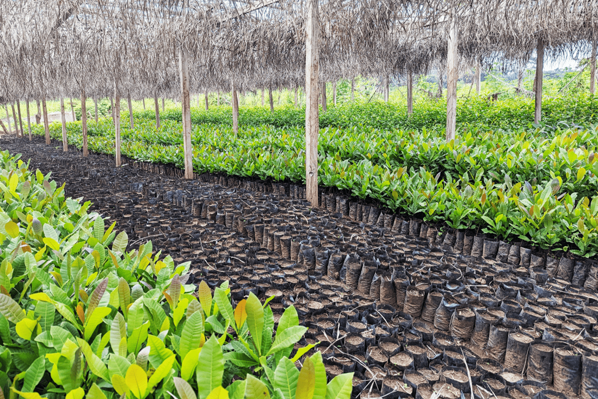 how can you maintain the ecosystems_tree nursery as a part of Sawa Afforestation Project in Cameroon_visual 4
