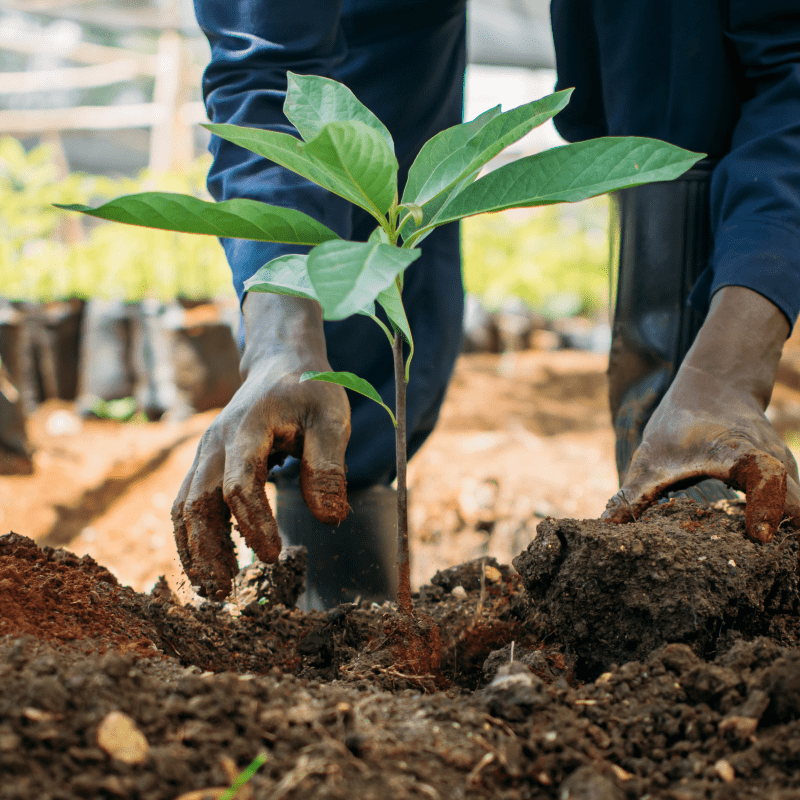 how you can offset your carbon_why are we planting trees-min