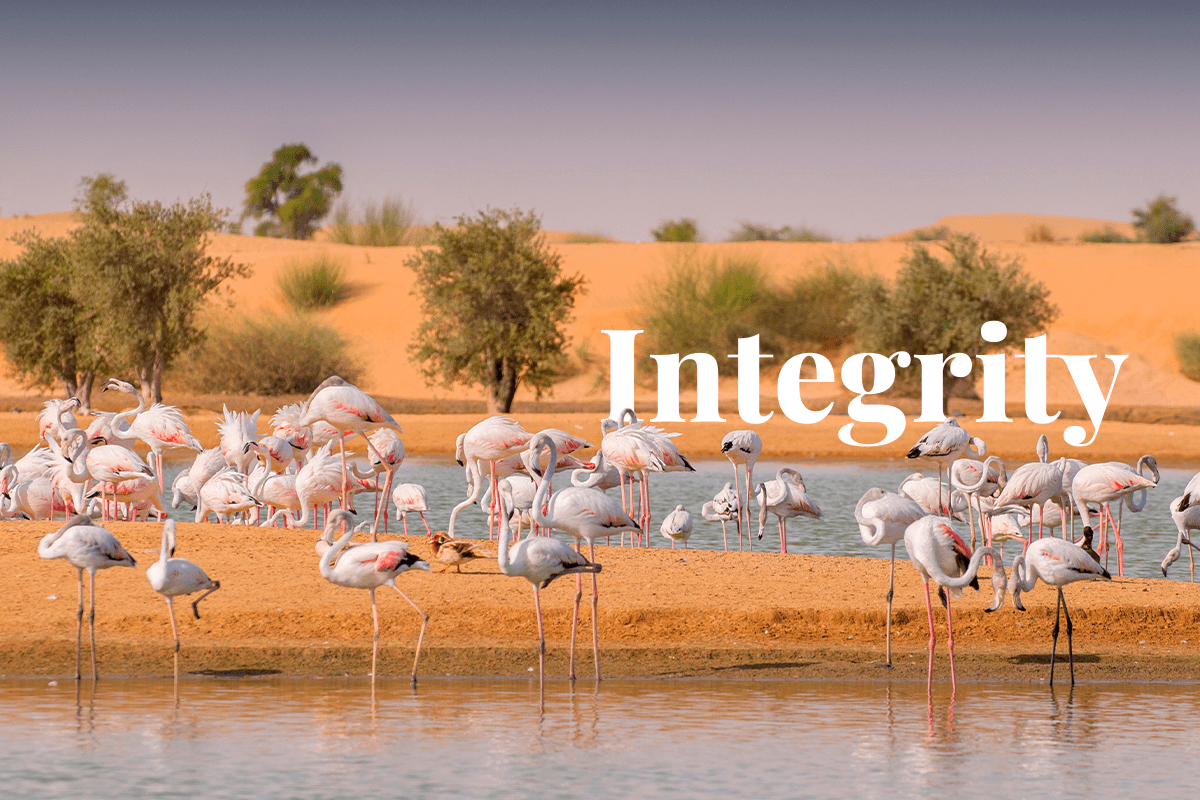 integrity of VCMs emphasised by VCMI ahead of COP28_ flamingos in the Al Qudra Lakes in Dubai_visual 1