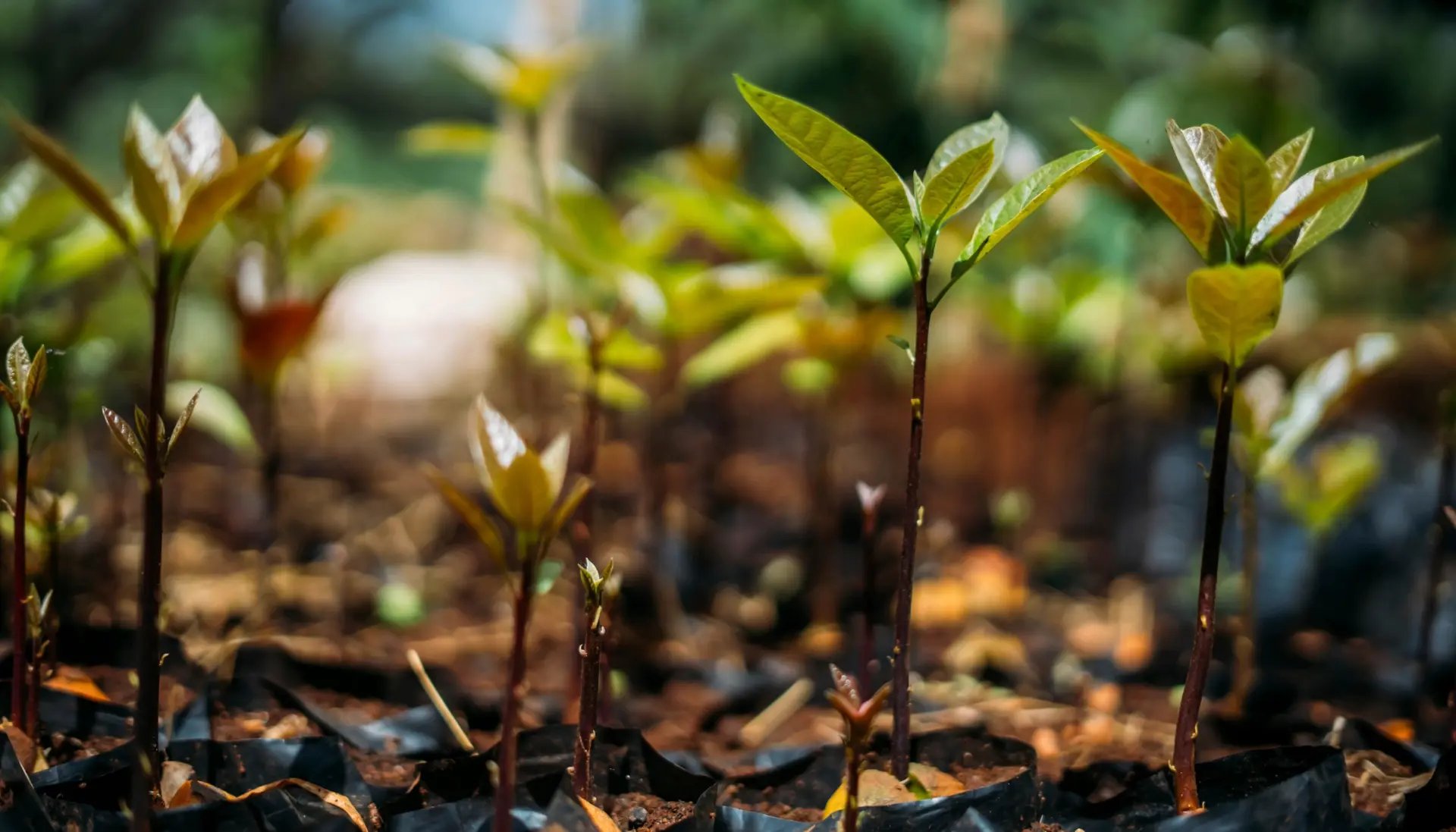 Waarom is Green Earth een beursgenoteerd bedrijf?