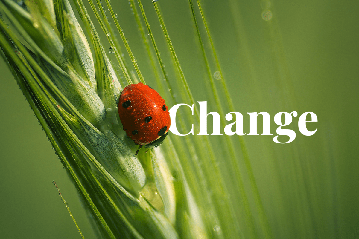 investors must drive change in pesticide industry_Ladybug with on a wheat tip on a agriculture field_visual 1