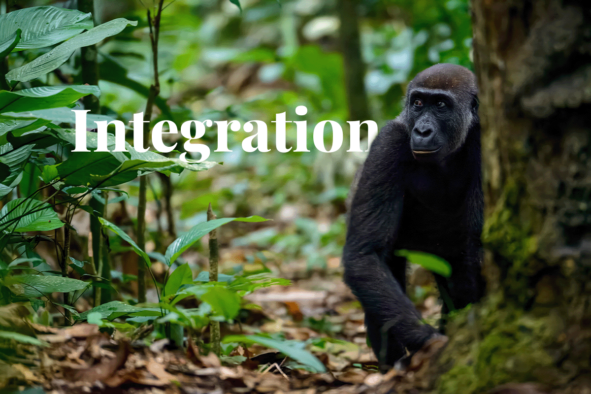 journey to net zero depends on nature integration_western lowland gorilla walking in Marantaceae forest_visual 1
