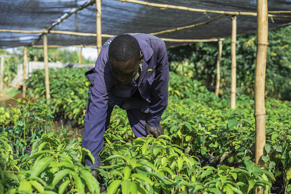 nature-based projects_A man working on a tree nursery in Kenya as a part of DGB Hongera Reforestation Project_visual 3