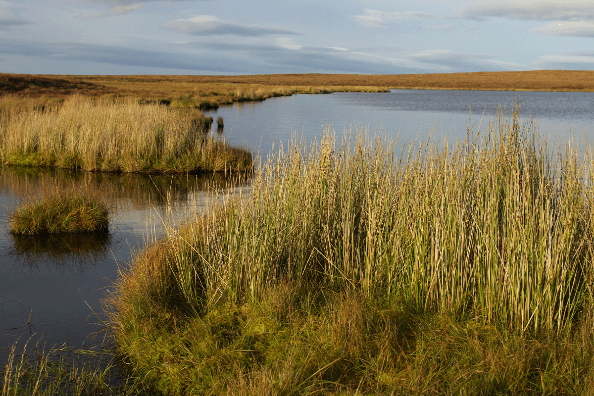 nature-based projects_Peatland landscape in Scotland_visual 6