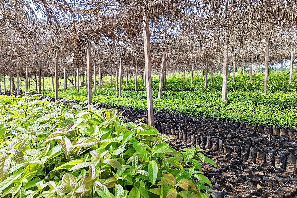 nature-based projects_Tree nursery as a part of Sawa Afforestation Project in Cameroon_visual 4