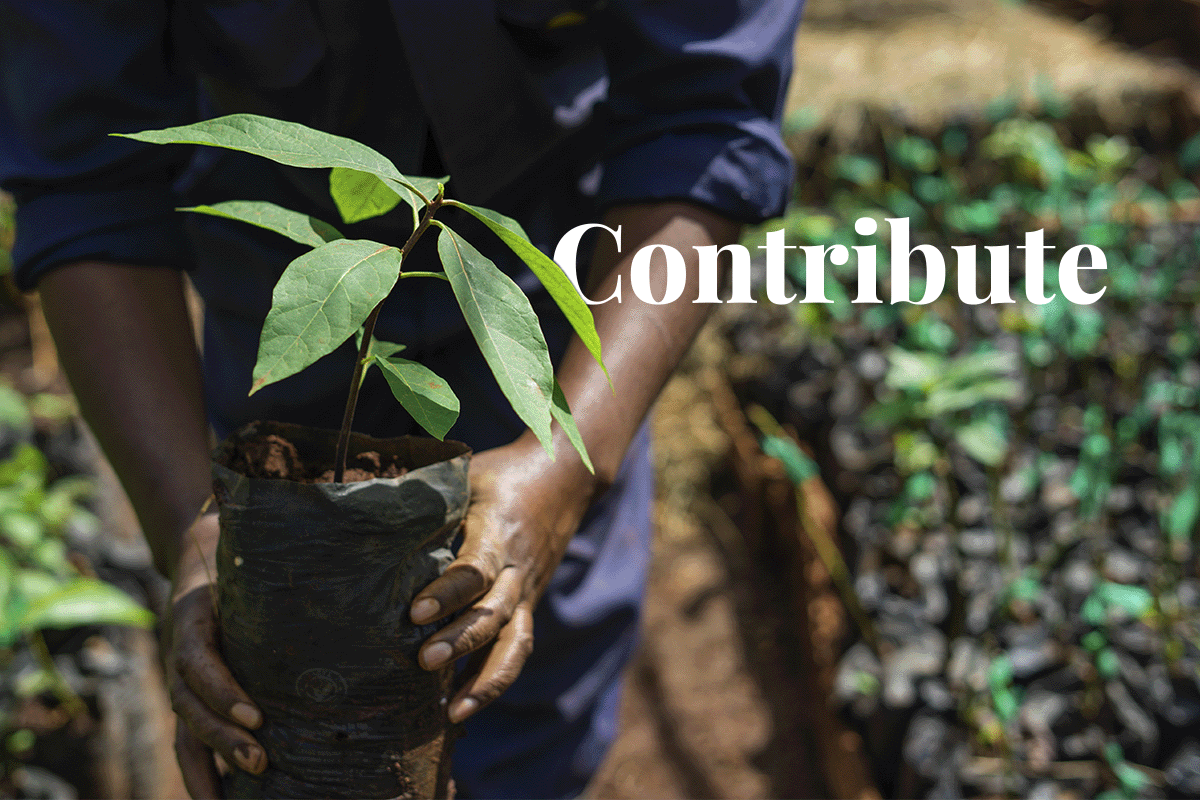 nature-based projects_a man holding a tree seedling as a part of Hongera Reforestation Project_visual 1
