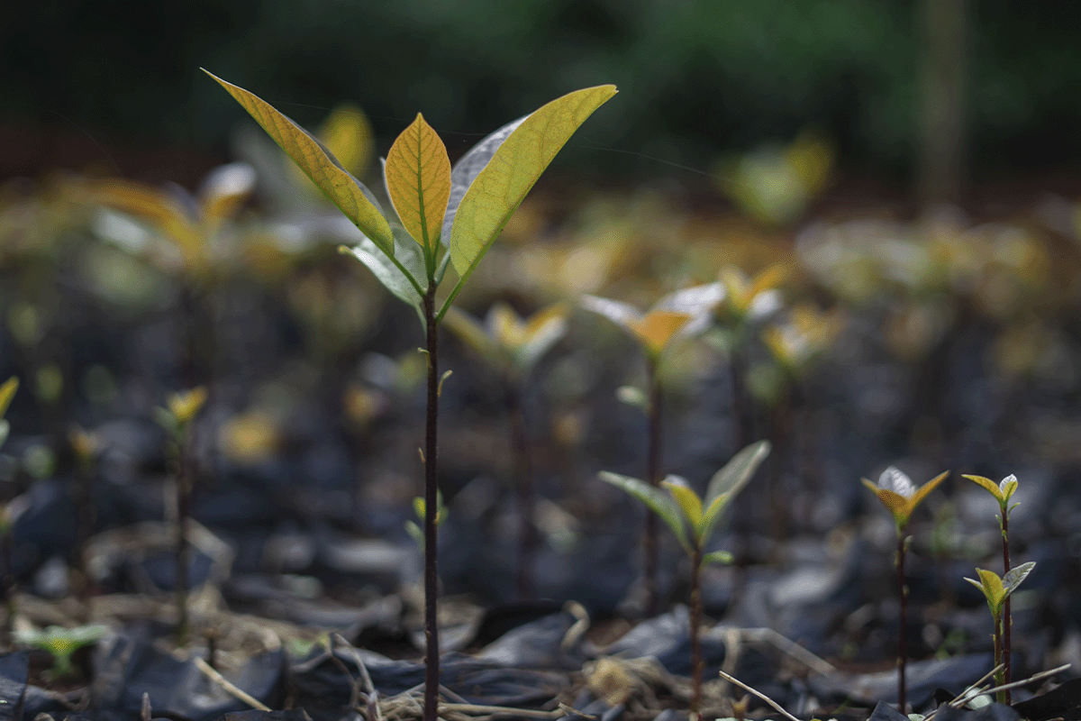 nature-based projects_tree nursery as a part of Hongera Reforestation Project, DGB_visual 2