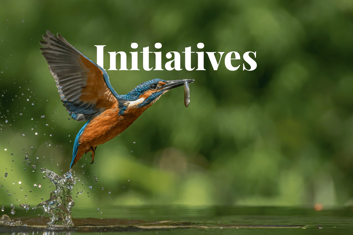 new report about biodiversity credits_common european kingfisher with a caught fish_visual 1