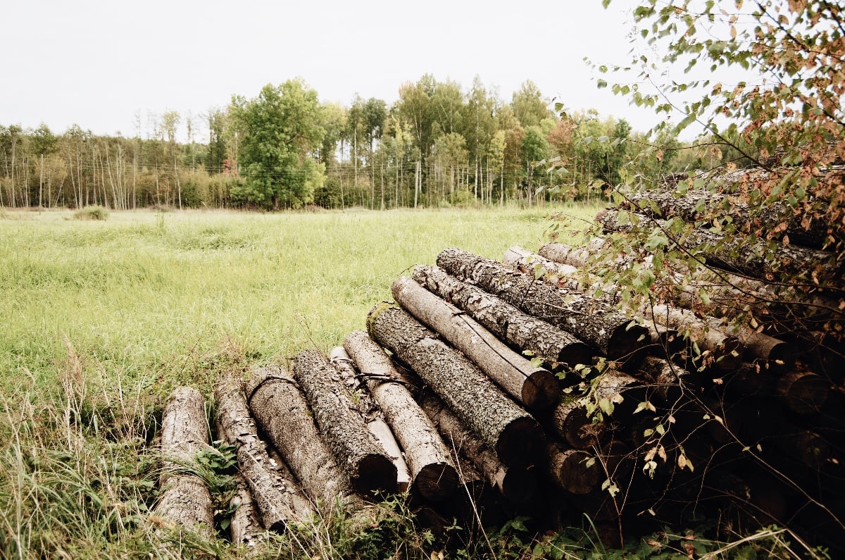Deforestation contributes to disease outbreaks, study says