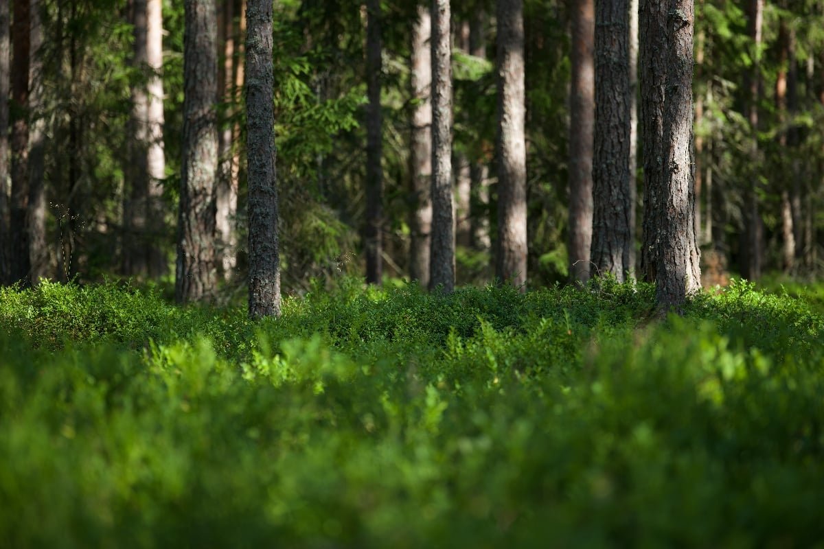 Impact of reforestation on biodiversity