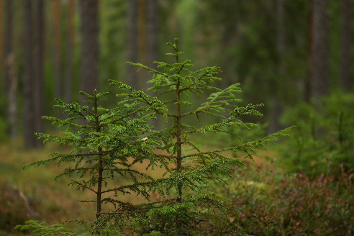 Reforestation can buy time to cut our carbon emissions