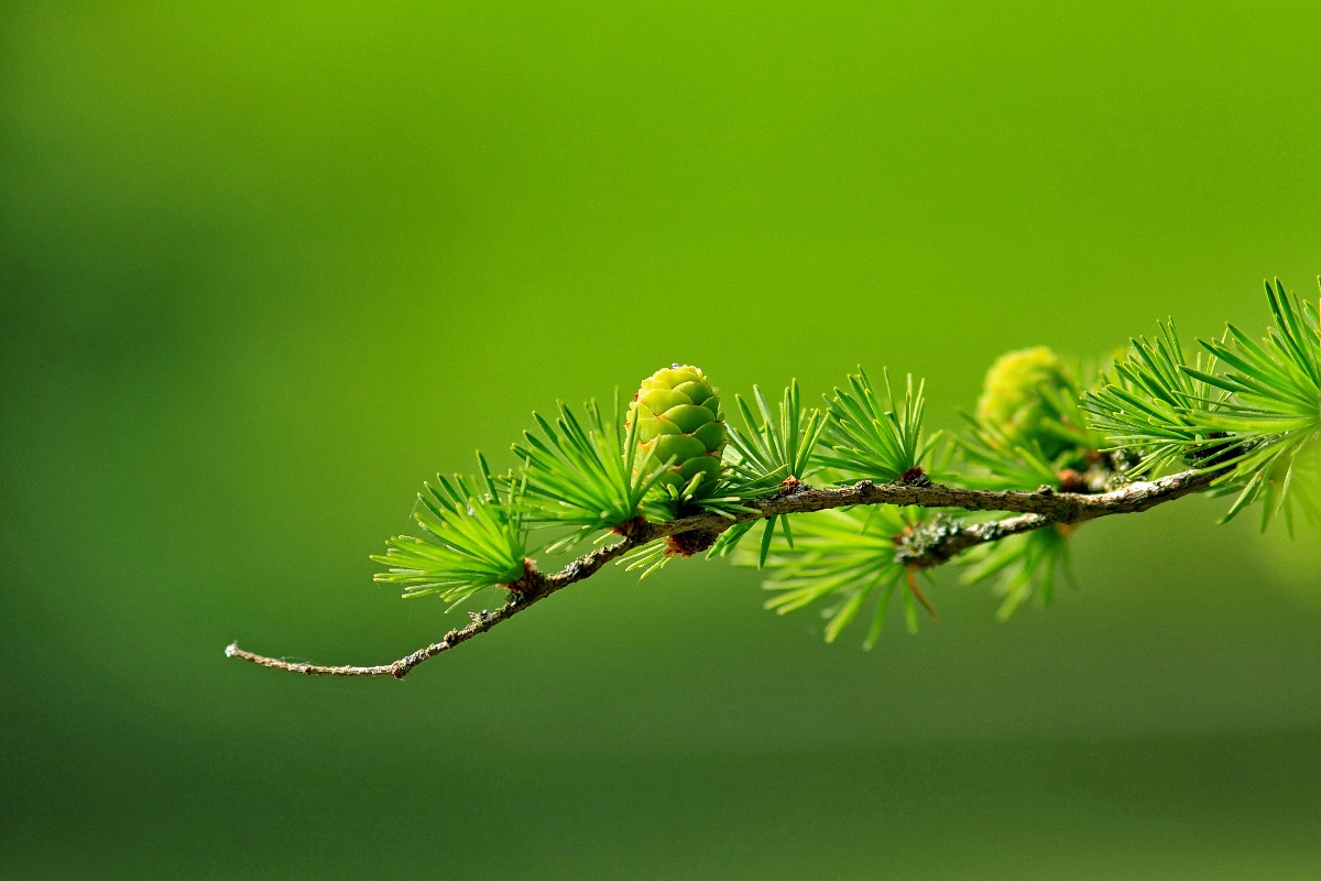Why Companies Should Give Preference To Carbon Neutrality