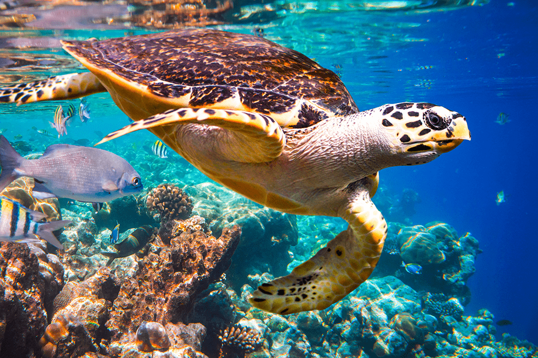 plastic pollution_hawksbill turtle in maldives_featured