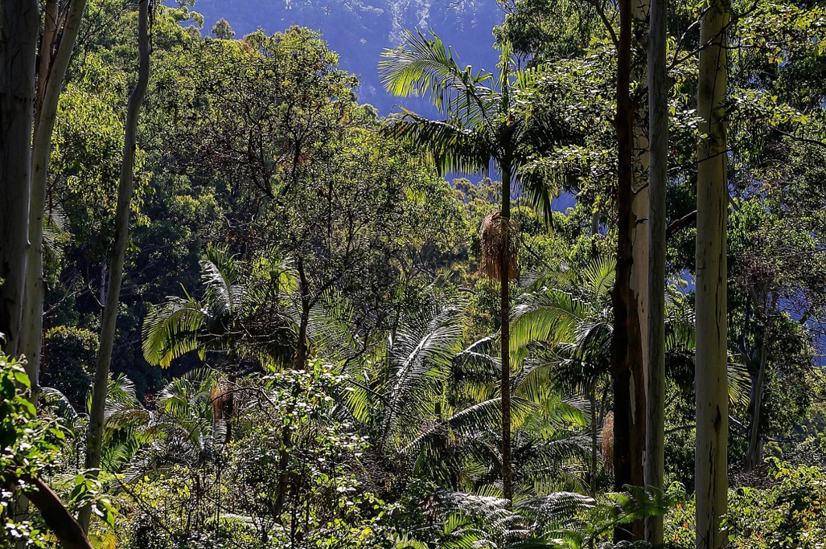 Rainforests, coral reefs, and wildlife - Belize takes center stage at COP27