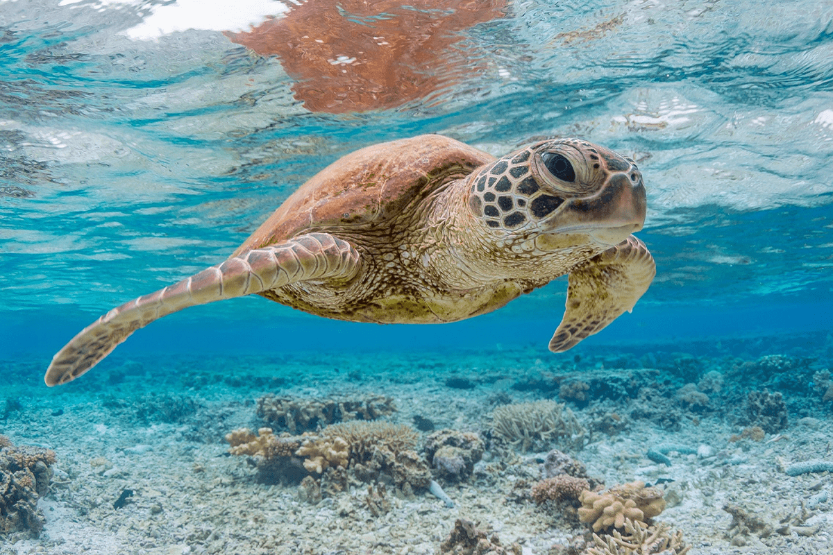 record-breaking deal to protect the Galapagos Islands_Sea turtle swimming near the Galapagos island_visual 2