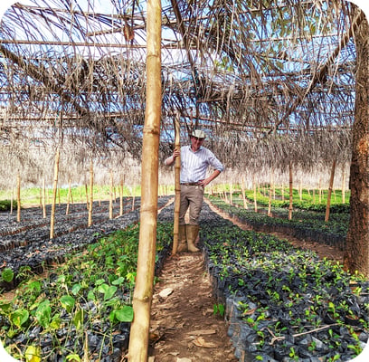 plantation