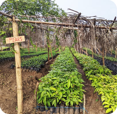 plantation