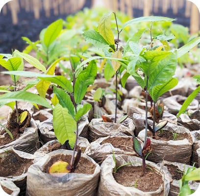 seedlings