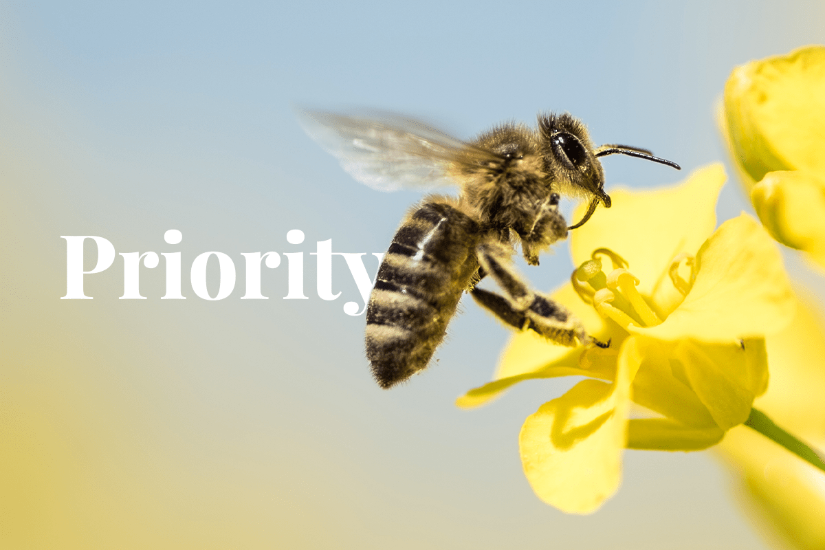 science-based targets for biodiversity_honey bee collecting pollen_visual 1