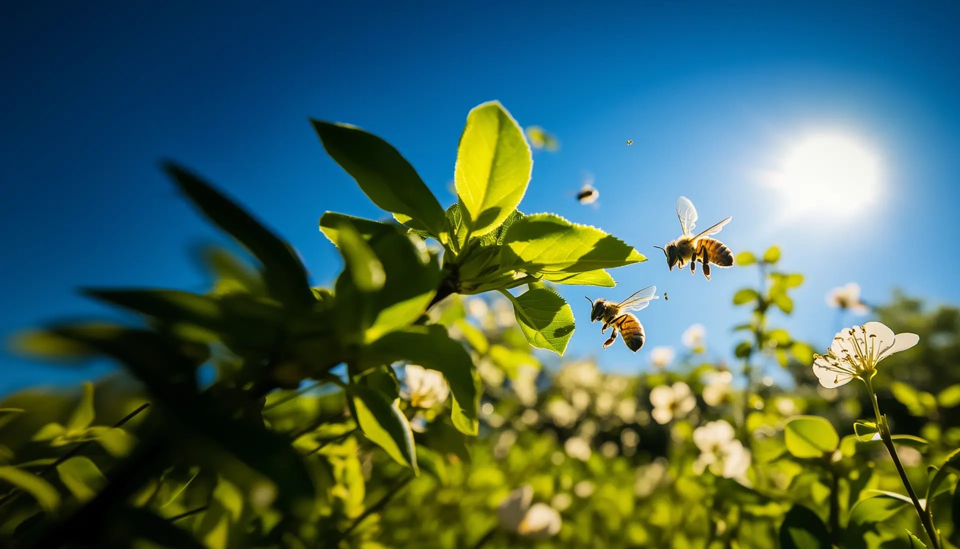 Benefit while protecting nature with biodiversity credits