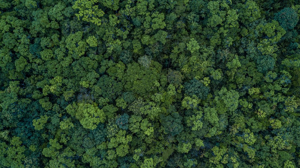 How to reduce my carbon footprint?